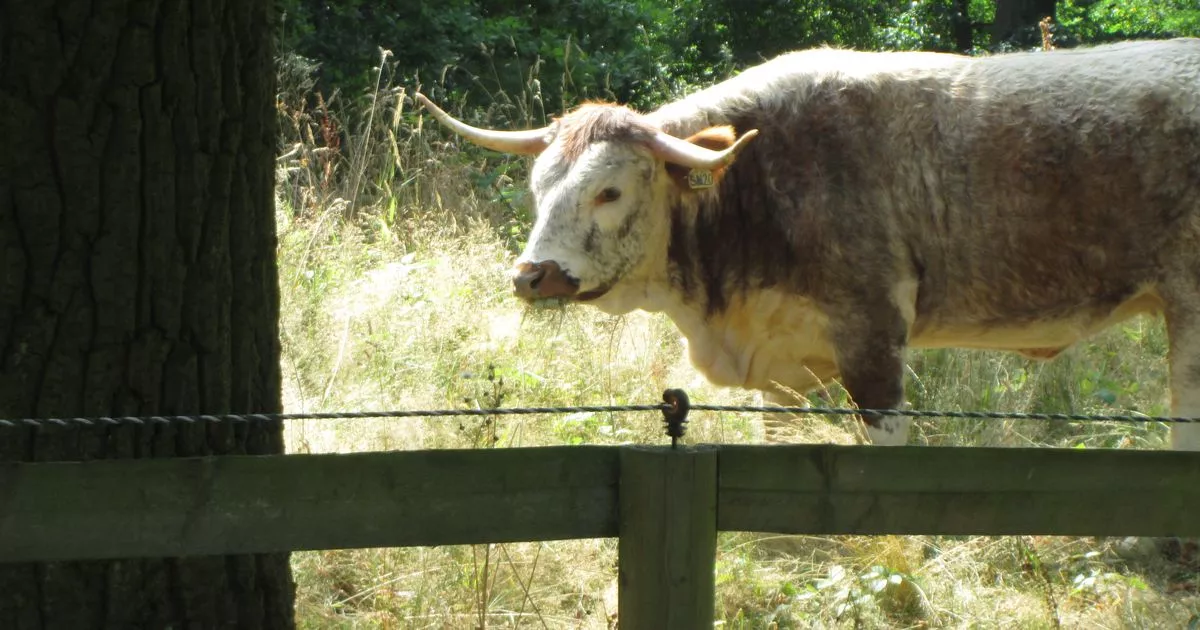 Breaking moos: Cows return to Holland Park